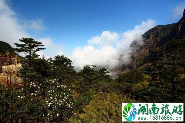 昆明轿子雪山介绍 轿子雪山地址-交通指南