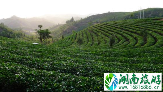 云南茶马古道-普洱在哪里  云南茶马古道有哪些好玩的地方