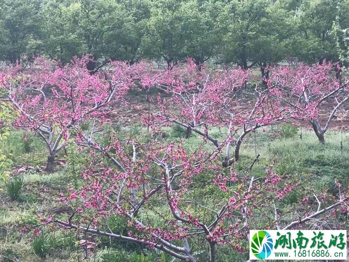 云南有哪些旅游景点 云南旅游最佳线路