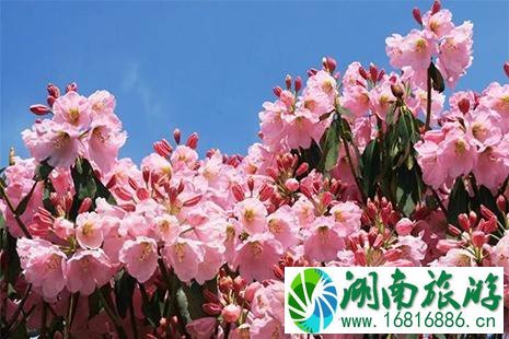 2022第十届井冈山杜鹃花节4月13日开启