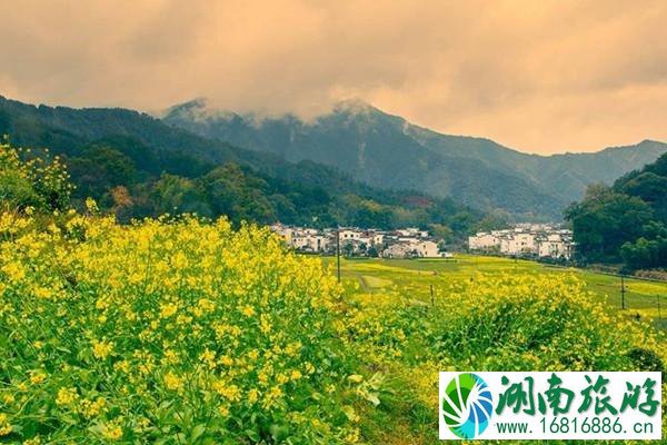 婺源油菜花几月开得最好 婺源景区开放时间