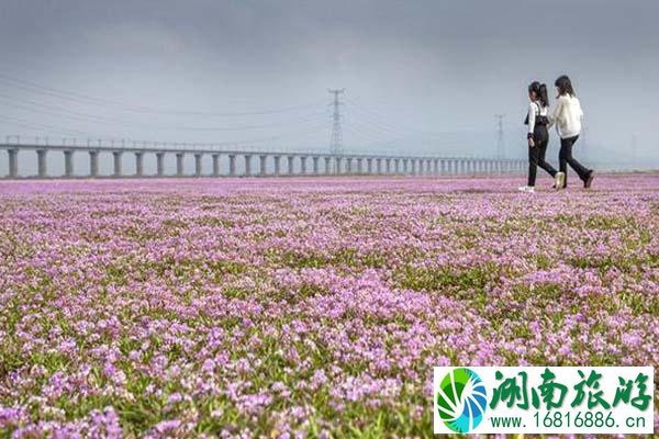 九江鄱阳湖花海攻略