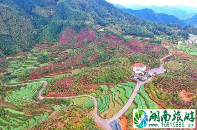 婺源江岭景区怎么样 婺源江岭好玩吗