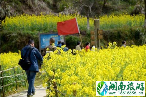 2020年婺源油菜花节时间和游玩攻略