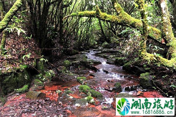 南昌湾里磨盘山森林公园特色玩法