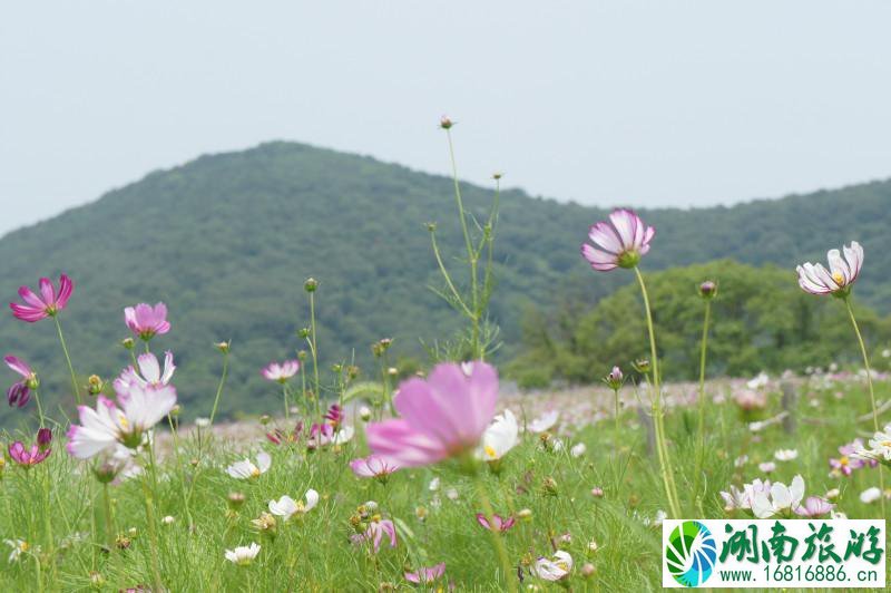 无锡雪浪山有什么玩的 无锡雪浪山薰衣草花期 