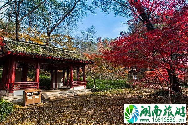 南京栖霞山枫叶最佳观赏时间是在几月份 11月底景色最美