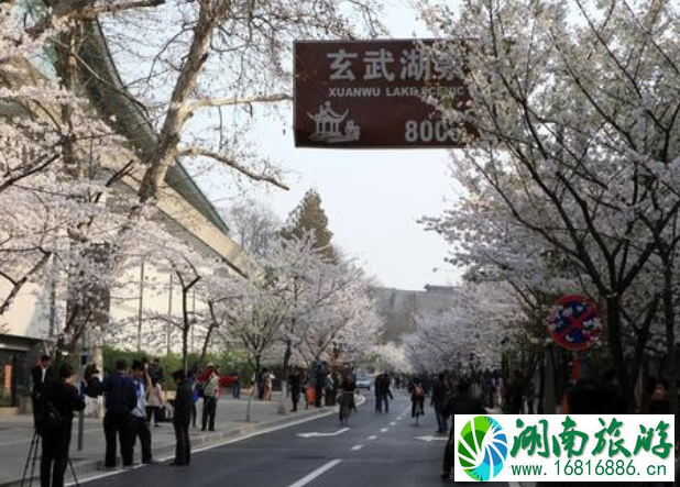 2022年南京鸡鸣寺樱花什么时候开