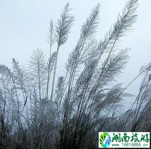 芦苇花什么时候开 四川芦苇花景点有哪些