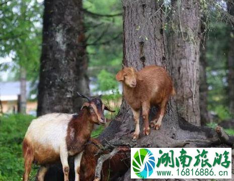 雅安宝康路 川西自驾游新通路线