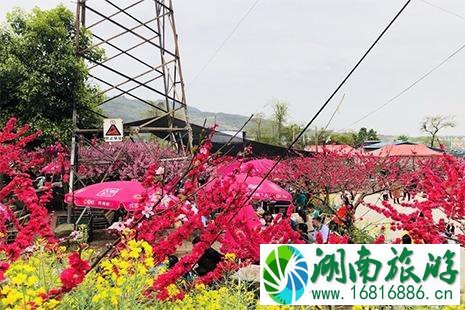 成都龙泉2022桃花节 门票+地点+赏花攻略