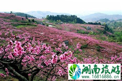 2022成都（龙泉驿）第33届桃花节 附活动时间安排