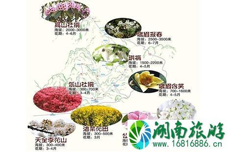 峨眉山杜鹃花几月份开