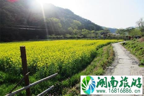 四川油菜花哪里最有名 油菜花地图