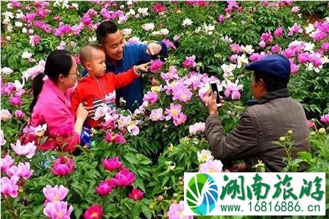 2022绵阳三台新鲁芍药花节4月12日开启