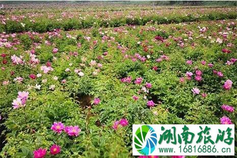 2022绵阳三台新鲁芍药花节4月12日开启