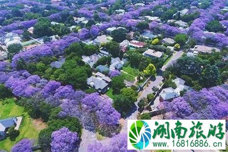 2022成都蓝花楹观赏地+花期+赏花指南