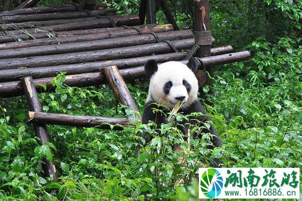 成都大熊猫繁育研究基地游玩攻略