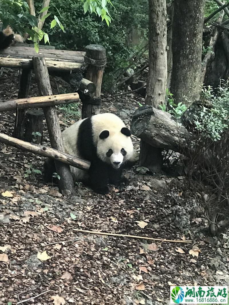 成都4日游攻略自由行 成都4日游最佳路线图