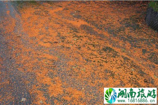 成都桂花最多的地方推荐