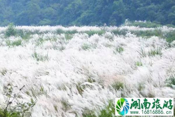 成都哪里可以看芦苇