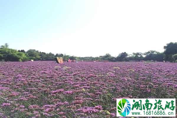 绵阳原香国际香草园有什么玩的 附2020年开放时间