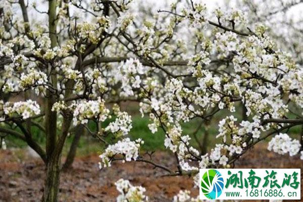 四川春季赏花好去处推荐