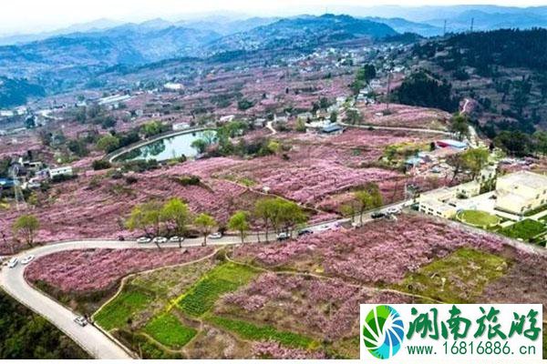 四川春季赏花好去处推荐