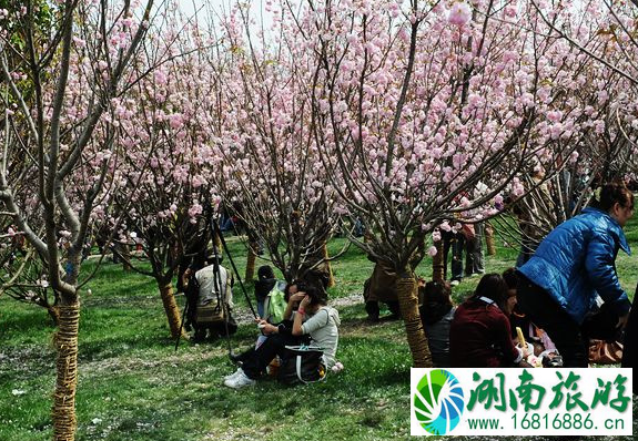 2020年春节成都庙会有哪些地方举行 时间-地点-门票