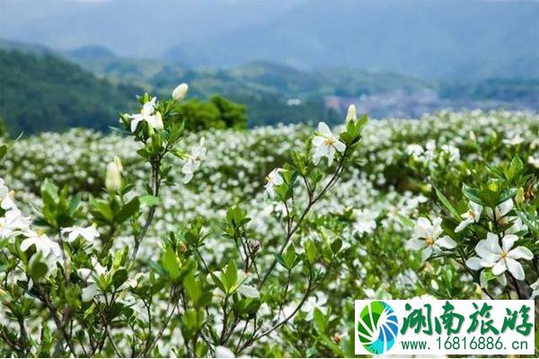 乐山犍为栀子花海在哪里和门票 乐山犍为栀子花基地怎么样