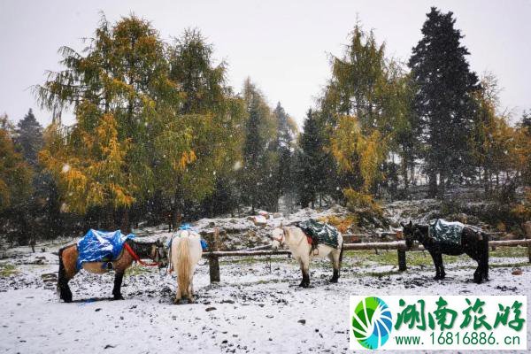 2020年秋冬四川哪些景点下雪了