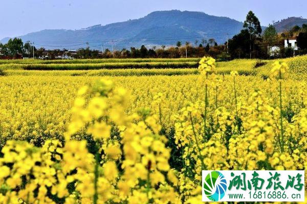 2021成都金堂油菜花节时间-地点-活动介绍