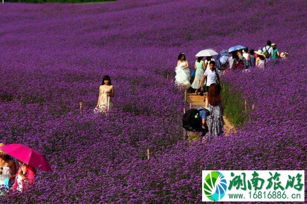 2021成都香薰山谷三八女神节免票时间 成都香薰山谷三八女神节优惠活动