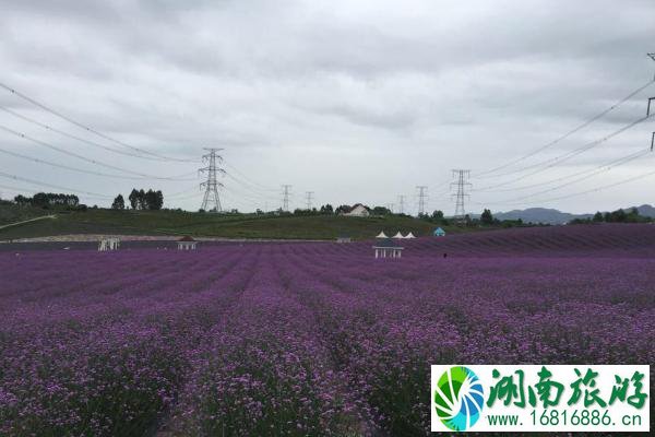 2021成都香薰山谷三八女神节免票时间 成都香薰山谷三八女神节优惠活动