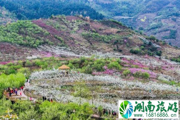 成都梨花什么时候开花 彭州熙玉村梨花观赏指南