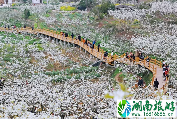 成都梨花什么时候开花 彭州熙玉村梨花观赏指南