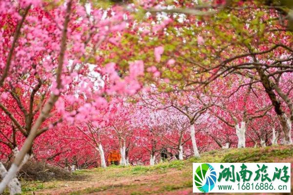 成都桃花故里景区在哪里 附观赏花期及门票信息