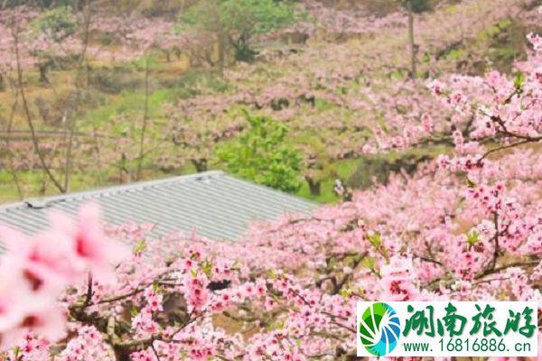 2021成都踏青赏花旅游活动有哪些 成都近期赏花节汇总