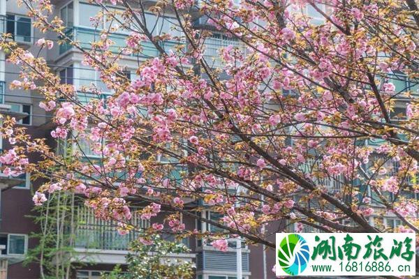 2021成都青白江樱花节是什么时候 及樱花节观赏路线