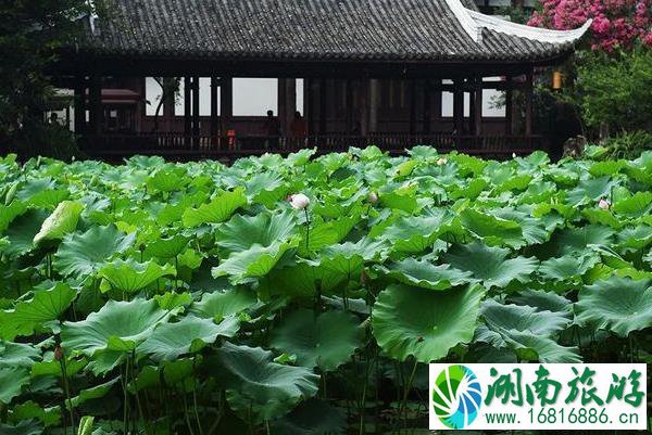 成都赏荷花去哪里最好