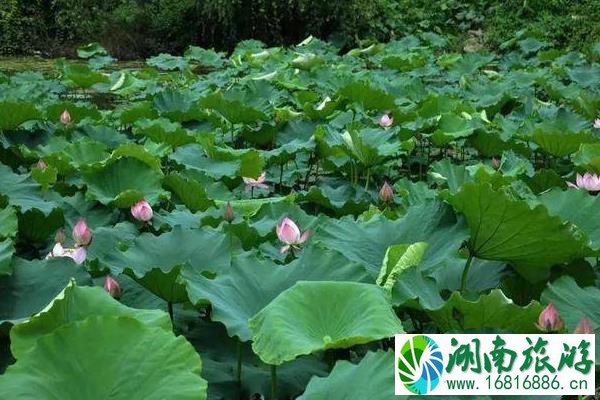 成都赏荷花去哪里最好