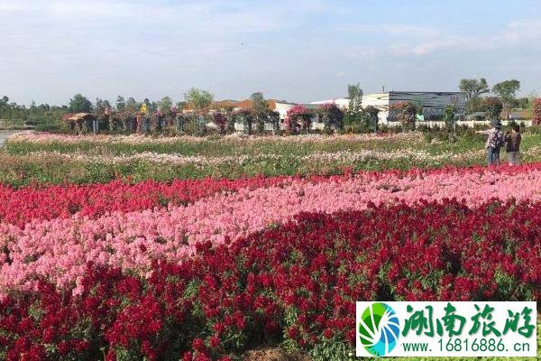 2021成都蔚然花海浪漫烟花节地点-时间