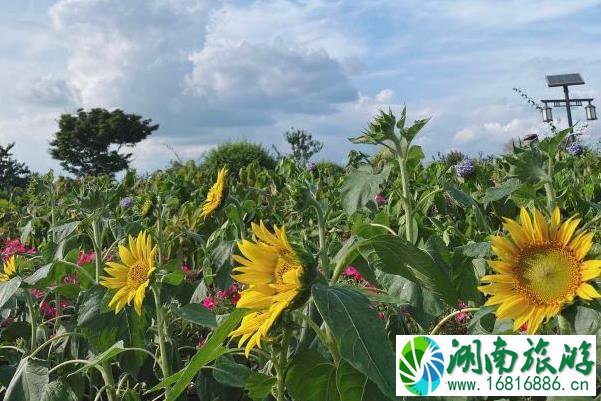 2021成都蔚然花海浪漫烟花节地点-时间