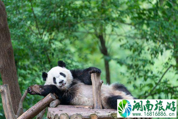 成都大熊猫繁育研究基地游玩攻略-门票-开放时间-路线