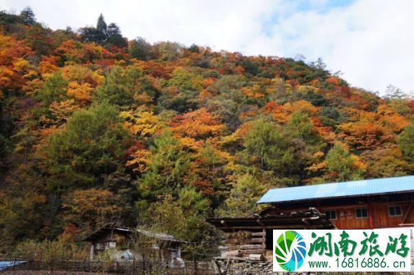 绵阳平武县赏枫叶最好的地方