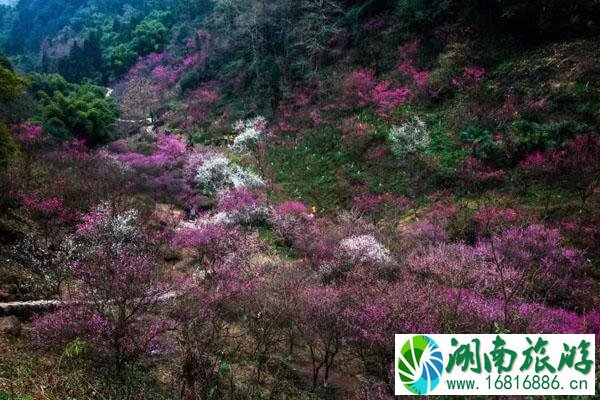 成都看梅花哪里比较好