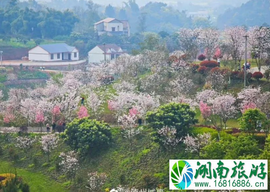 成都3月旅游的最佳地点 3月成都旅游景点推荐