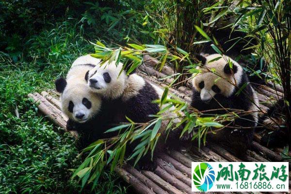 成都好玩又小众的地方 成都小众旅游景点有哪些