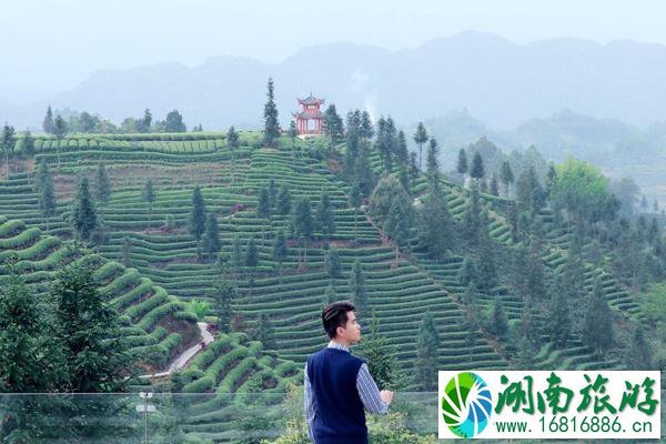 雅安蒙顶山新年虎福免门票活动详解