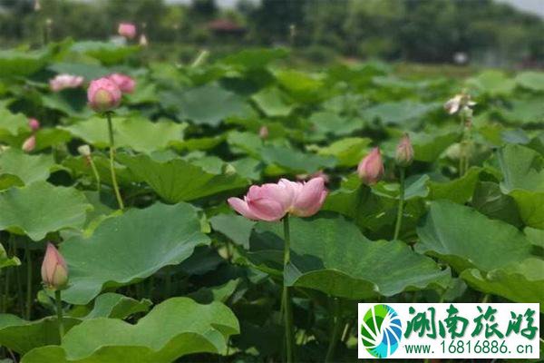 成都双流区黄水荷花小镇门票多少钱